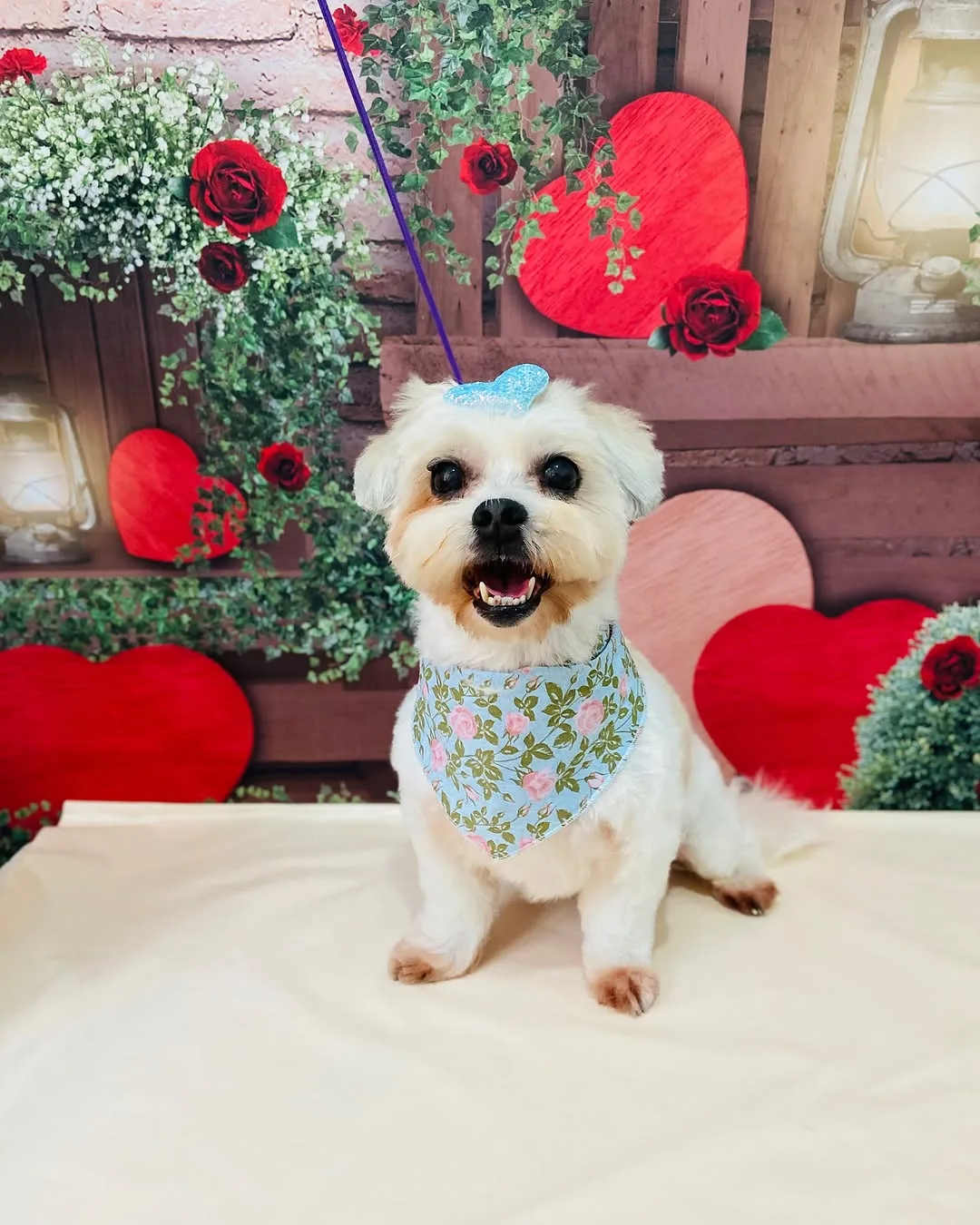 Maltês tosado com bandana floral