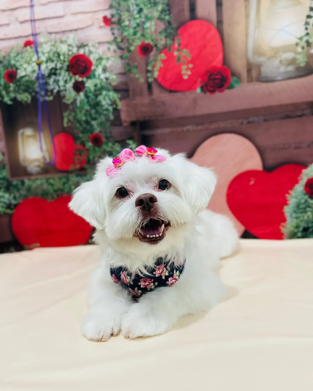 Cãozinho branco com tiara de flores