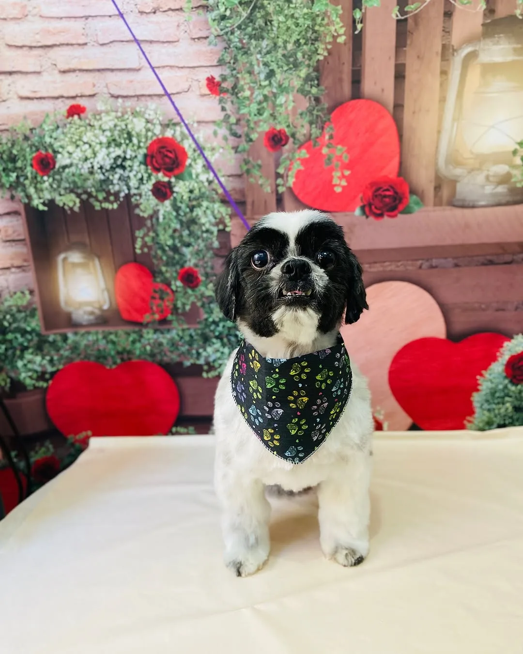 Cãozinho com bandana colorida de patinhas