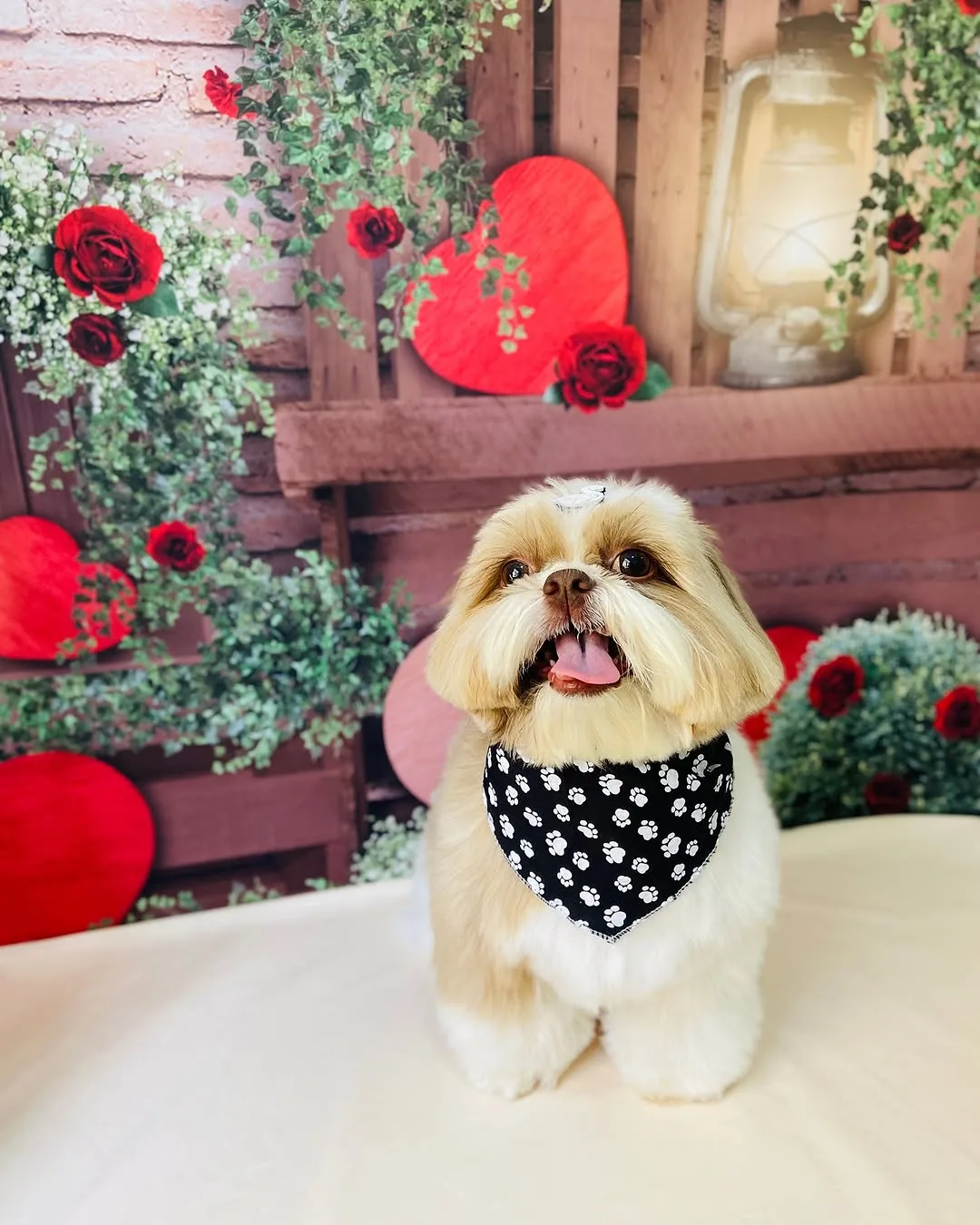 Shih tzu com bandana de patinhas