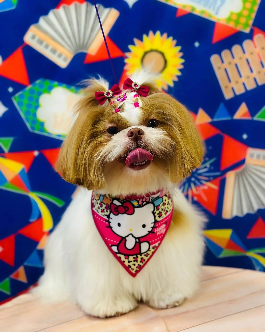 Shih tzu com lenço e laços no look de festa junina