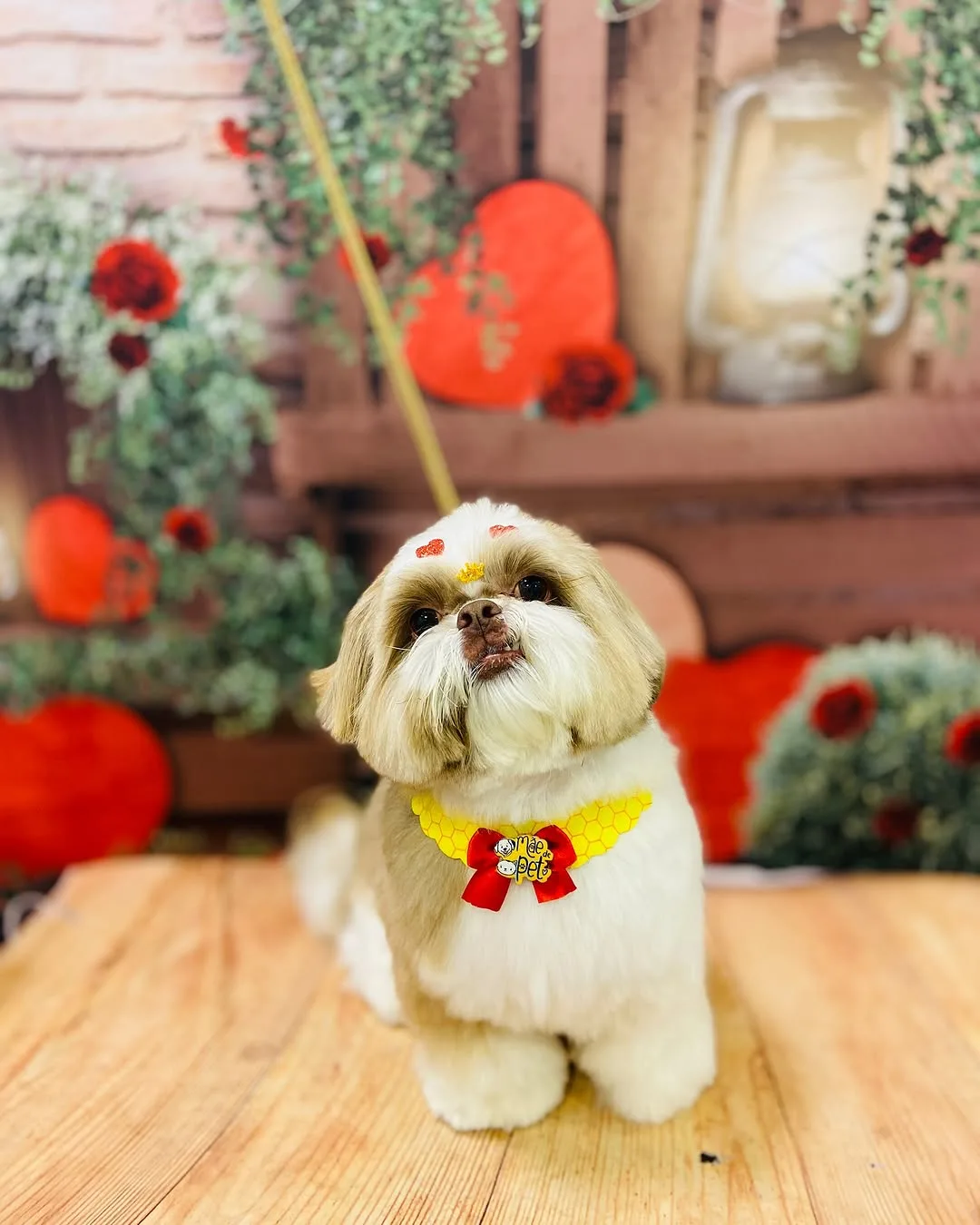 Shih tzu com laço depois da tosa